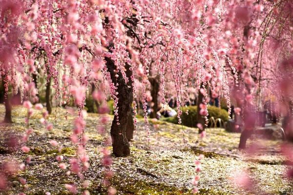 Краса природи: квітуча сакура в Японії (Фото). Кінець березня японці чекають з трепетом весь рік, адже саме в цей час країна забарвлюється в біло-рожеві кольори розквітлої сакури