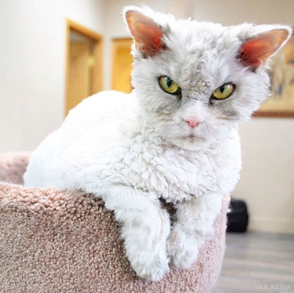 Гордовитий кіт став зіркою Instagram. У відомого на весь світ Сердитого кота з'явився серйозний конкурент.