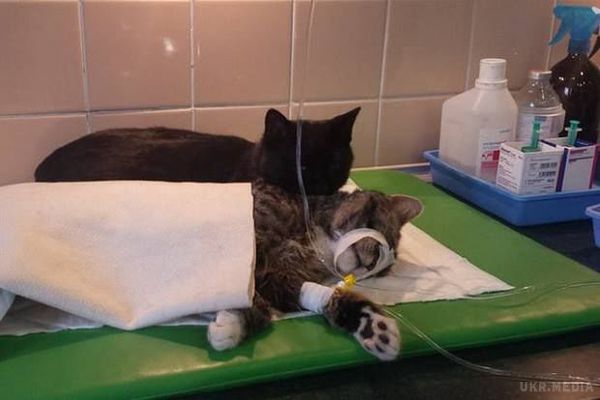 У притулку для тварин "працює" кіт-медбрат (фото). Дивовижний кіт допомагає іншим тваринам прийти в себе після операцій