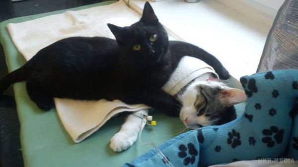 У притулку для тварин "працює" кіт-медбрат (фото). Дивовижний кіт допомагає іншим тваринам прийти в себе після операцій