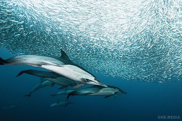 Вмираючі дельфіни заповнили японські пляжі. На північно-східному узбережжі Японії на берег викинулися 149 дельфінів. Співробітники берегової охорони і місцеві жителі розгорнули масштабну операцію з порятунку тварин.