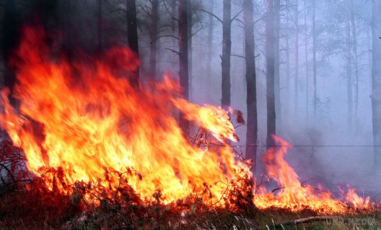 Сибір палає вже і на сході: вогонь підступає до Чити (відео). Слідом за Хакасією лісові пожежі спустошуютьі Східний Сибір. Пожежники безпорадні. Виникають, нові і нові осередки загоряння.