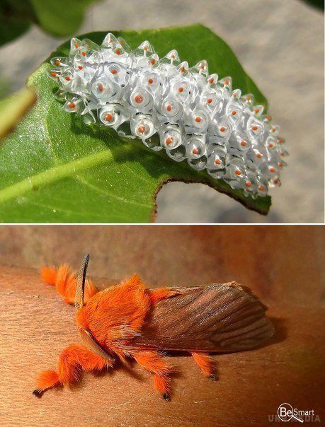 Краса природи в небачених гусеницях і метеликах (фото). Ми звикли бачити окремо гусеницю й метелика. Мало хто знає, яким був метелик у "ранзі" гусениці й навпаки.