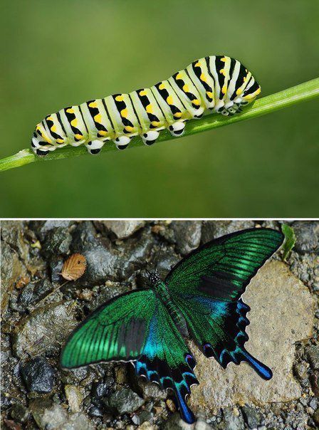 Краса природи в небачених гусеницях і метеликах (фото). Ми звикли бачити окремо гусеницю й метелика. Мало хто знає, яким був метелик у "ранзі" гусениці й навпаки.