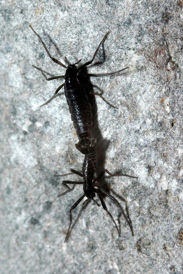 Єдина комаха, яка живе в Антарктиці. Belgica Antarctica (Бельгика Антарктика) - латинська назва безкриле комара, єдиного виду комах, який мешкає в Антарктиці