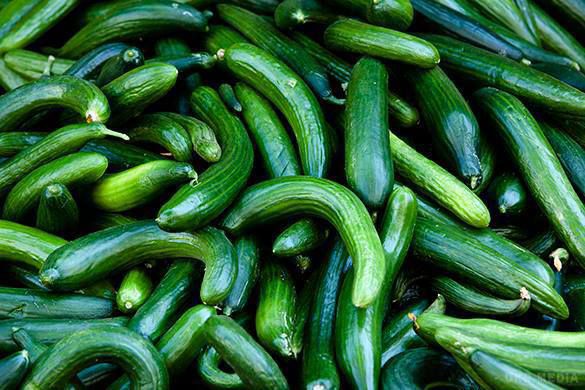 Огірок, - 7 корисних властивостей. Свіжі огірки люди звикли використовувати як гарнір або одного з салатних інгредієнтів, що є досить хибним рішенням, вважають вчені.