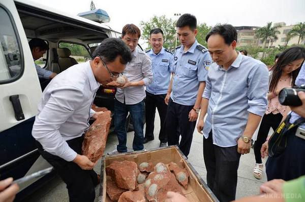 На півдні Китаю виявлені 43 яйця динозаврів. Всі яйця були доставлені в музей для проведення подальших досліджень.