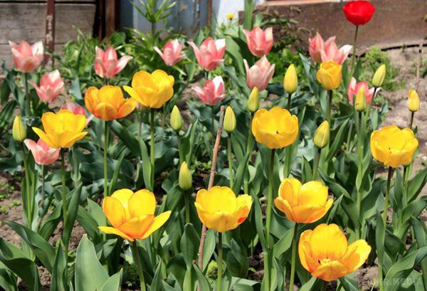 Тюльпановий рай. Квітуча Голландія в серці Миколаєва