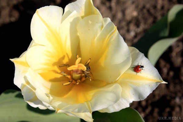 Тюльпановий рай. Квітуча Голландія в серці Миколаєва