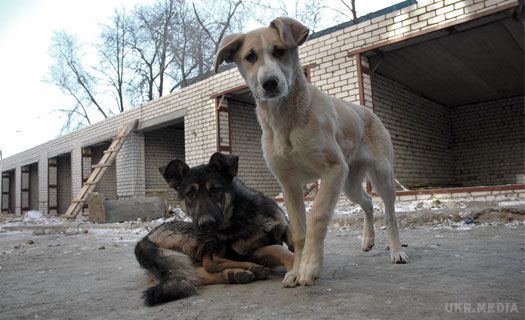 У «ЛНР» почали відстріл бродячих собак. У захопленому Первомайську бойовики почали відстрілювати бродячих собак.