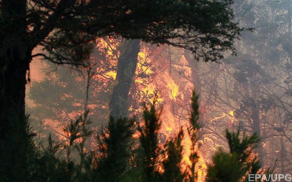 У зоні відчуження горить Чорнобильська пуща. ДСНС повідомляє відразу про трьох осередках