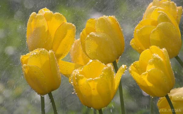 Прогноз погоди в Україні на 1 травня: дощі, похолодання і пориви вітру. У найближчу добу дощі з грозами пройдуть у західних, східних і південних областях, а також у Криму.