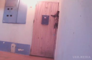 Кіт навчився користуватися дверним дзвінком . Камера в під'їзді зафіксувала дуже розумного домашнього вихованця