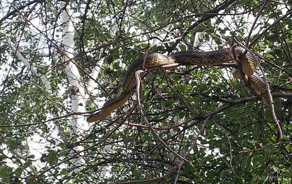 На Хортиці виявили  на дереві гігантську змію (фото). Погрівшись на сонці, змія сховалася в дуплі
