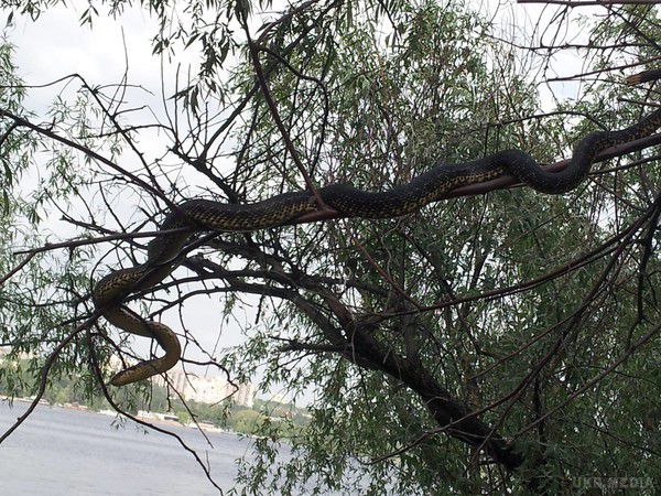 На Хортиці виявили  на дереві гігантську змію (фото). Погрівшись на сонці, змія сховалася в дуплі