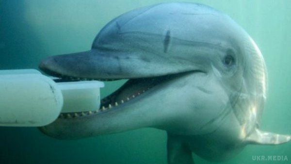 Збройні сили України заклали гроші на годування дельфінів, яких немає, - Бірюков. При чому, найжахливіше — що на годування дельфіна виділяється в десятки разів грошей більше, аніж на годування одного бійця", — сказав він.