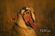 Американка сфотографувала власну смерть від лап левиці, - ЗМІ. У сафарі-парку Південної Африки на молоду жінку напала левиця. 
