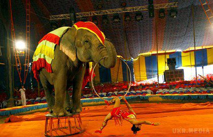 У Німеччині цирковий слон убив людину. У місті Бухен в Німеччині (земля Баден-Вюртемберг) 34-річний африканський цирковий слон втік із загороди і завдав смертельну травму людині.