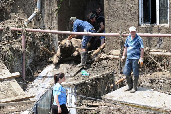 Тбілісі. Як бегемота заганяли назад в зоопарк (фото). Тварина виявилася на волі в результаті повені