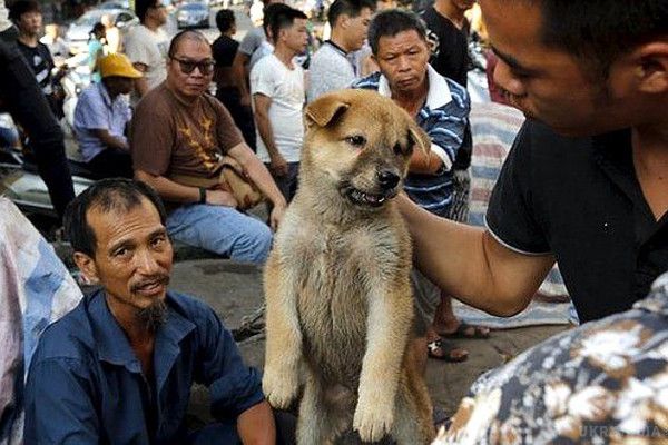У Китаї розпочався фестиваль м'яса собак (фото). У китайському місті Юйлинь, що знаходиться в провінції Гуансі, розпочався традиційний щорічний фестиваль собачого м'яса. 