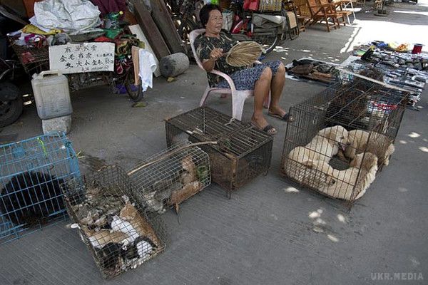 У Китаї розпочався фестиваль м'яса собак (фото). У китайському місті Юйлинь, що знаходиться в провінції Гуансі, розпочався традиційний щорічний фестиваль собачого м'яса. 
