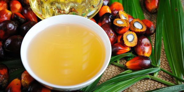 Яка шкода пальмової олії для здоров'я людини. Чи шкідливо для здоров'я пальмова олія в продуктах?