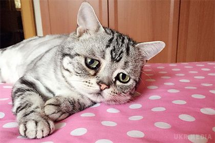 Кішка-песиміст стала новою зіркою Instagram. Кішка Луху, що отримала прізвисько кішка-песиміст з особливого вираження морди, стала новою зіркою Instagram .