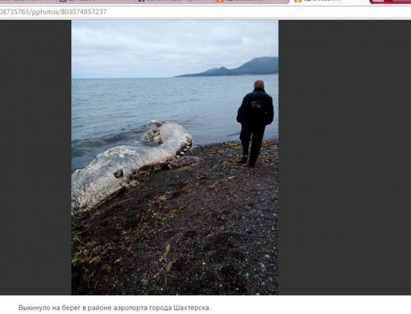 У Росії на берег викинуло невідому тварину: люди в шоці. Вченим також довелося розгадувати, що то за тварина.