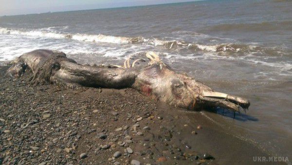 У Росії на берег викинуло невідому тварину: люди в шоці. Вченим також довелося розгадувати, що то за тварина.