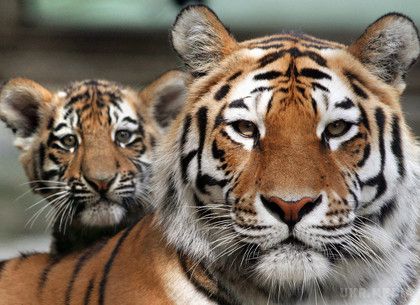 29 липня – день великих кішок. Це свято було засновано в 2010 році на Міжнародному форумі «Тигровий саміт».
