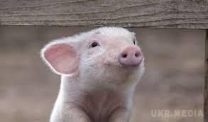 Що означатиме африканська чума свиней для України. Падіння цін, скорочення виробництва, заборона експорту та проблеми с імпортом тварин - ось наслідки АЧС на думку фермерів.
