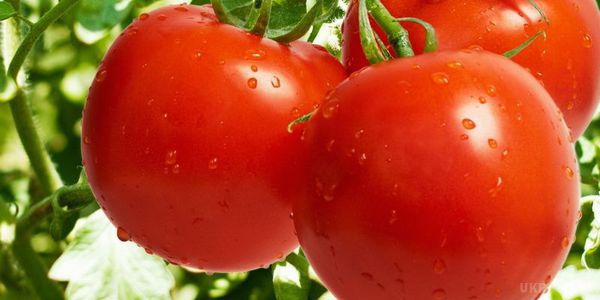 Лікувальні властивості і користь помідорів. Помідори не тільки заповнюють потребу організму у вітамінах, але і застосовуються в лікувальних цілях.