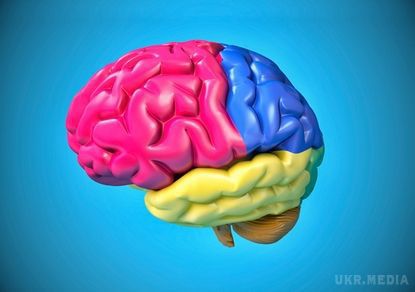 Американські вчені виростили штучний мозок. Американським вченим вперше вдалося виростити людський мозок штучним шляхом. 