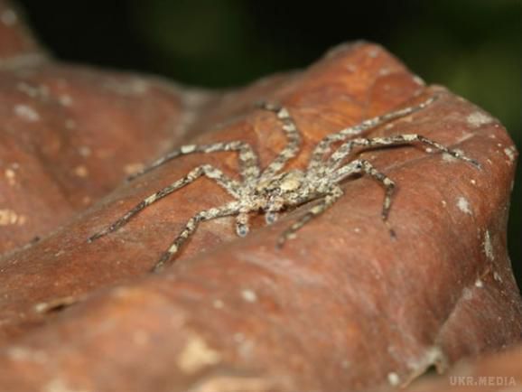 У Південній Америці виявили велетенських павуків, які можуть літати. У джунглях Перу і Панами група вчених виявила нічного павука, який здатний літати.