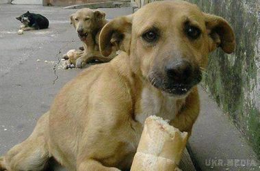 На Черкащині бізнесмен розстріляв собак зарядами з отрутою . Місцеві жителі готові вийти на мітинг на захист тварин