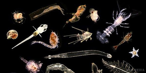 Земля стоїть на порозі масового вимирання - вчені. Вченими були знайдені стародавні планктони, які зазнали тератологічних змін.