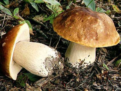 Чому варто їсти гриби. Науковці з Бостону виділили 4 головні причини, чому треба включити до раціону харчування гриби: гливи, шампіньйони, маслюки, білі тощо.