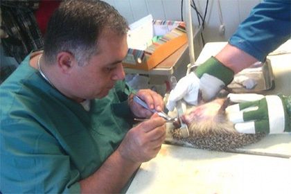 Челябинскому їжаку видалили 20 зубів. Ветеринари в Челябінську видалили їжачисі відразу 20 зіпсованих зубів.