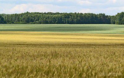 Уряд скоротив перелік продуктів цінового регулювання. Кабінет міністрів України не включив ячмінь, кукурудзу, сухе молоко і вершкове масло до переліку продуктів, ціни на які будуть регулюватися спеціальним оператором ринку – бюджетною установою «Аграрний фонд» – у 2015-2016 роках.