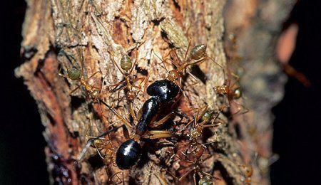 Австралієць прожив шість днів, харчуючись мурахами. Як розповів рятувальникам колишній шахтар, йому вдалося вижити, ховаючись в тіні великого дерева і харчуючись мурахами