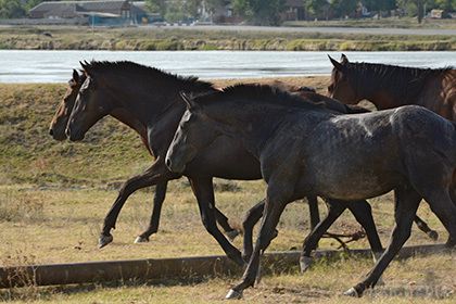 У Казахстані коням вживлятимуть GPS-датчики. У Південно-Казахстанській області коней планують оснастити GPS-чіпами в цілях боротьби з конокрадством. 