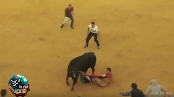 Нестримний бик залишив без трусів відвідувача кориди (відео). Тварина рогами розпанахала одяг чоловікові, який вибіг на поле.