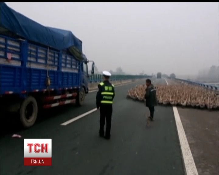 У Китаї на одній зі швидкісних магістралей гуси заблокували рух транспорту.. Їх гнали на базар