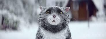Відео з різдвяним котом б'є рекорди за переглядами. Мережа англійських супермаркетів Sainsbury&#39;s запустила днями свою різдвяну рекламну компанію, обличчям якої став ексцентричний кіт Mog