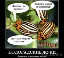 Посміхніться. Анекдот дня. Народна прикмета: де росте укроп, колорадські жуки не водяться!
