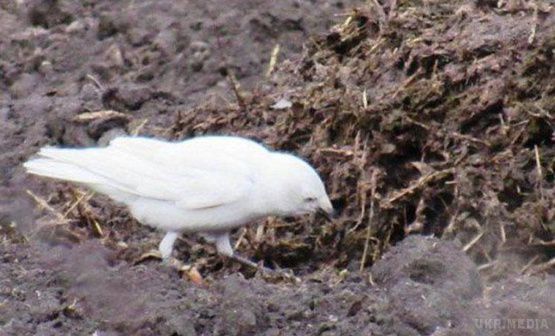 У Рівненській області засікли «білу ворону» (ФОТО). Біла птиця постійно літала в зграї чорних.