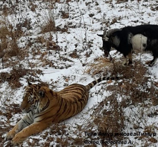 У Примор'ї відданий на поталу тигру козел вигнав його з дому (фото, відео). Тигр Амур і козел Тимур.