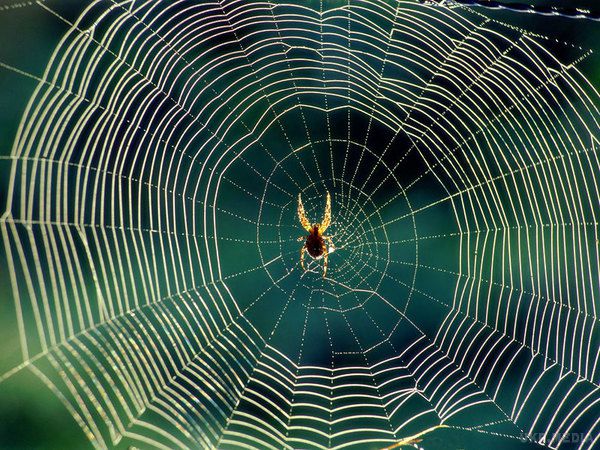З'ясовано страшну інформацію про те, з чого павуки плетуть  павутину. За аналізом ДНК
