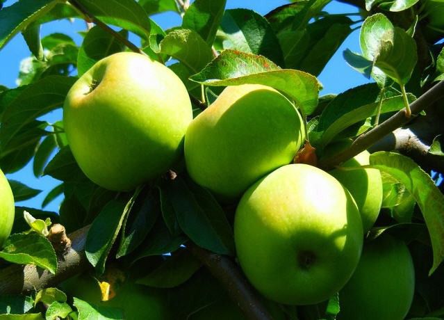 Якого кольору яблука є найкориснішими. Найвідоміші сорти зелених яблук - "Семеренка" і "Грані Сміт"
