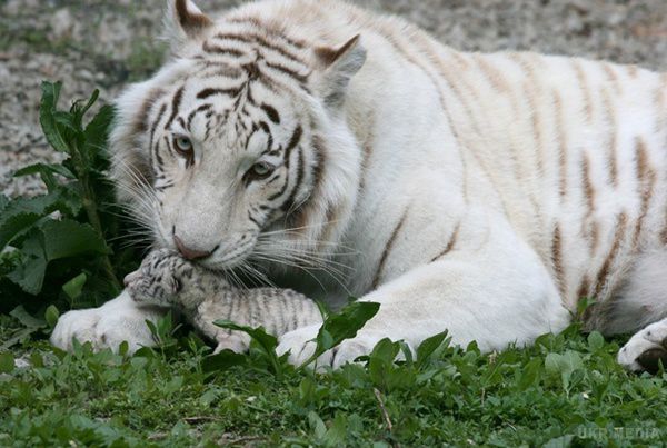 У ялтинському зоопарку померло останнє дитинча Тигрюлі. У ялтинському зоопарку "Казка" помер третій і останній з наведеного Тигрюлею потомства бенгальський тигр. 